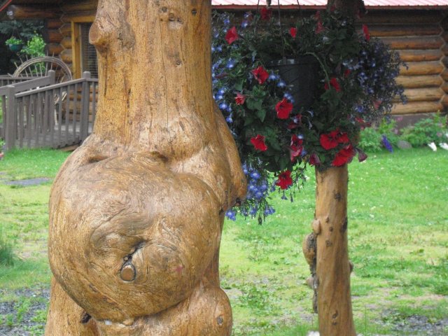 Burl tree with flowers.