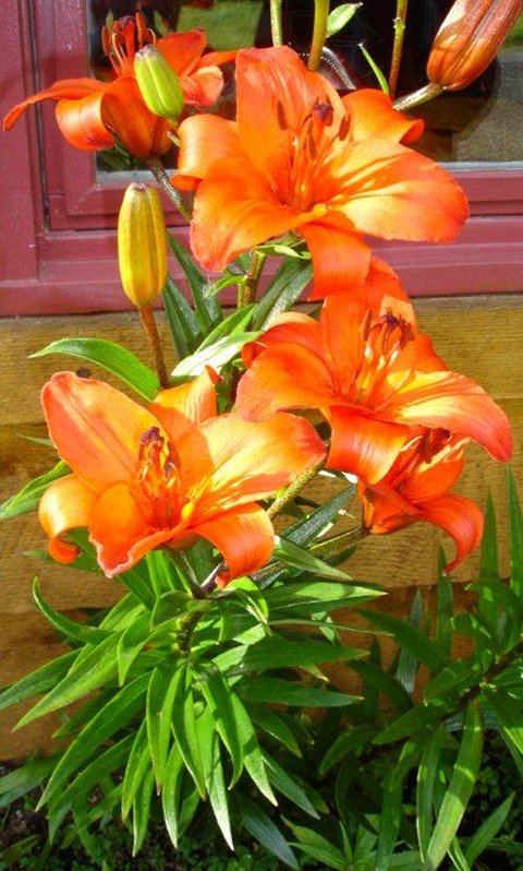 Flowers at Bearcreek Lodge.
