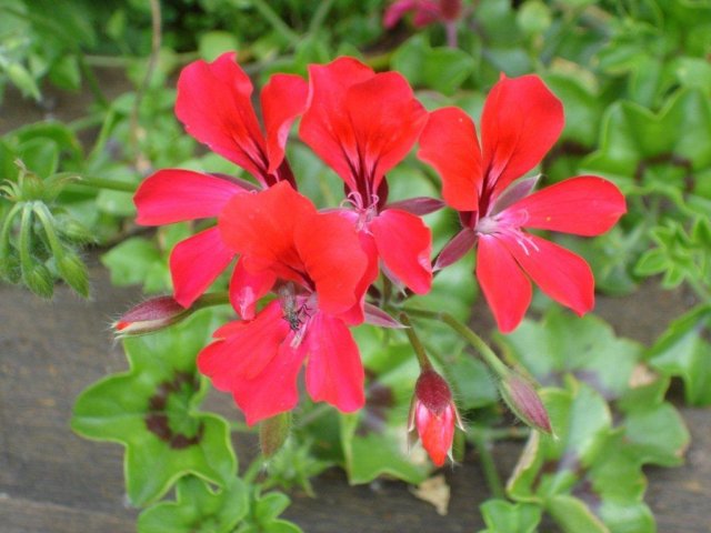 Flowers at Bearcreek Lodge.