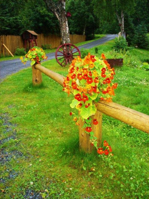 Flowers at Bearcreek Lodge.