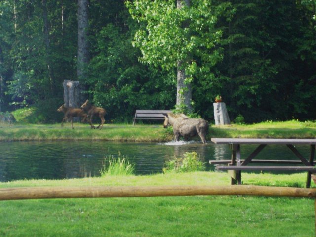 Mother moose frolicking in the lake.
